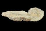 Fossil Fish (Ichthyodectes?) Jaw Section - Kansas #146338-2